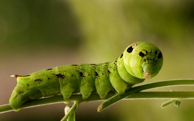 eine Larve des Schmetterlings von Grzegorz Agnieszka Sowik