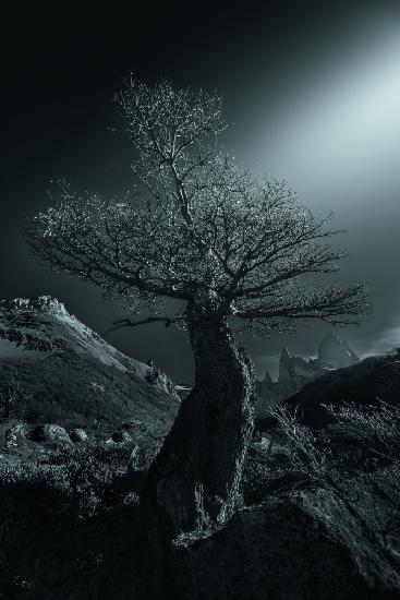 The tree accompanied by mountains