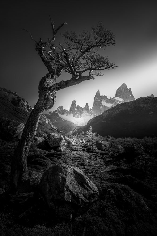 The Tree in  Fitz Roy Mountains von Gu and Hongchao