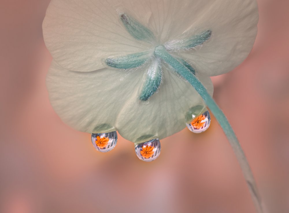 Whisper under flower von Gu and Hongchao