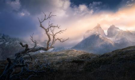 Dried trees Vs Mountains