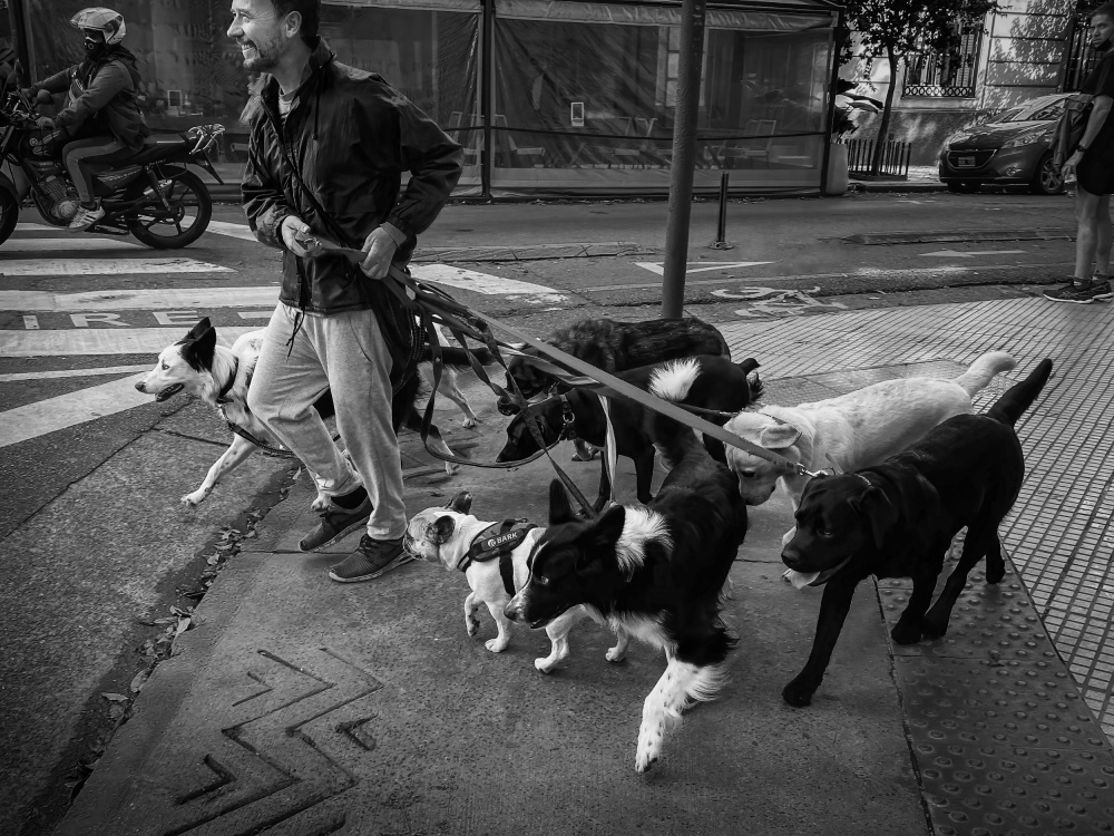 Dog walker and his dogs von Gu and Hongchao