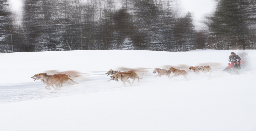 Dog Sledding von Gu and Hongchao