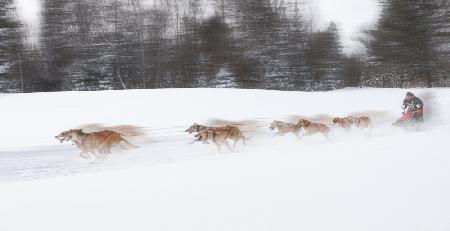 Dog Sledding