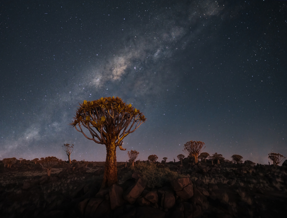 Milky Way Over Quiver Trees von Gu and Hongchao