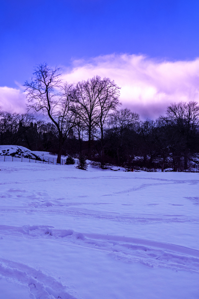 Purple Central Park Winter N¬∫2 von Guilherme Pontes