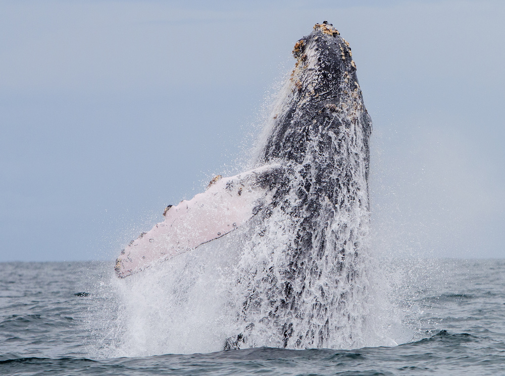 humpback whale migration von Guillermo Ossa