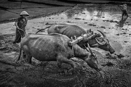 Plowing The Field