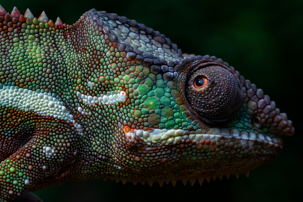 The Face of Panther Chameleon von Gunarto Song