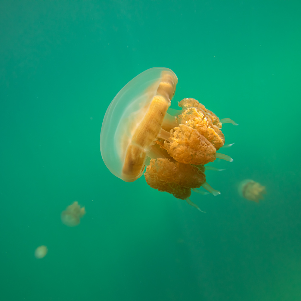 Jellyfish von Gunarto Song