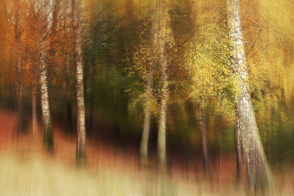 Autumn Colors von Gustav Davidsson