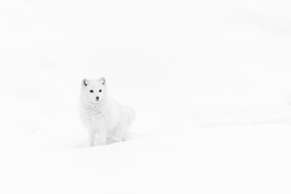 Arctic Solitude von Gustavo Costa