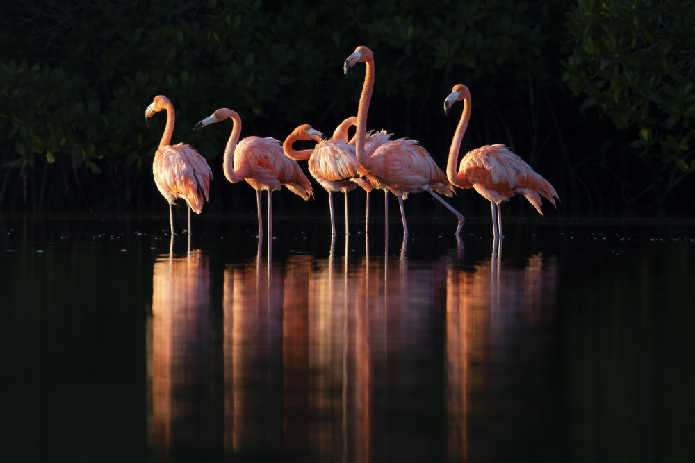 Pink Dawn von Gustavo Costa