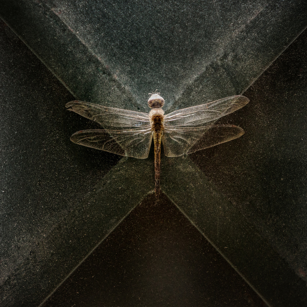 Dragonfly von Gustavo Guimaraes Zardo