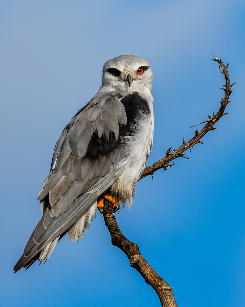 The predators red eye von Guy Gabovich