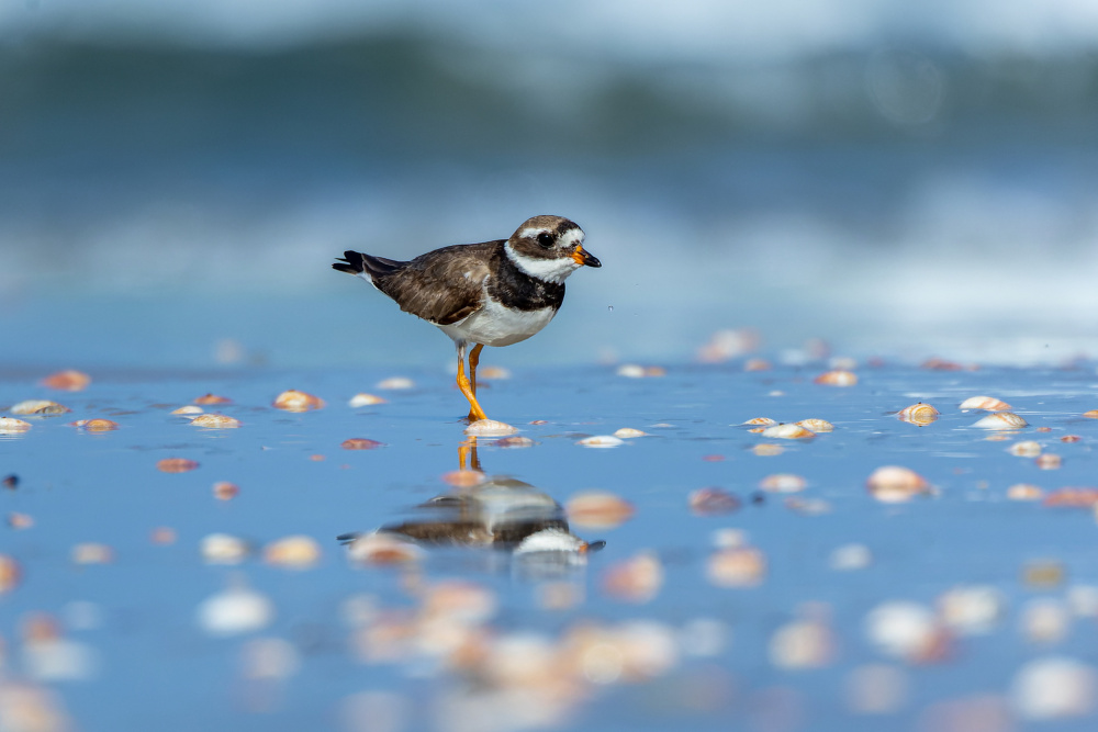 Sea of seashells von Guy Gabovich