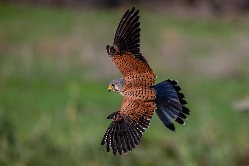 Spectacular kestrel in rapid fading towards prey von Guy Gabovich