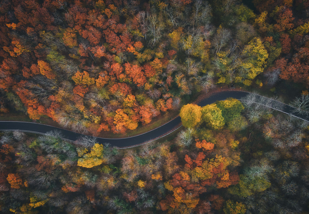 Autumn Road von Guy Krier