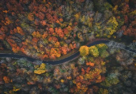 Autumn Road