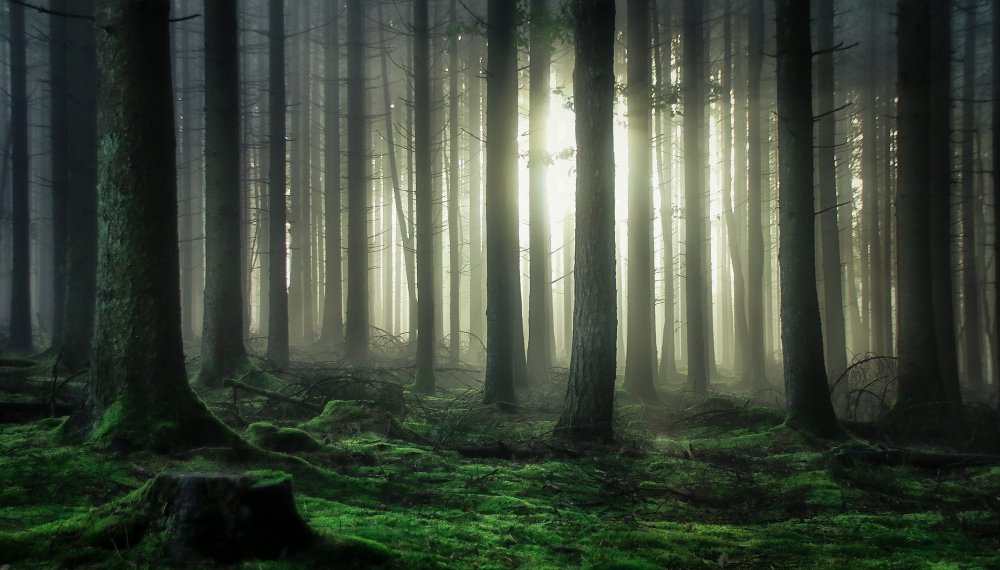 mystic forest von Guy Krier