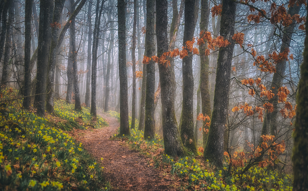 misty morning von Guy Krier