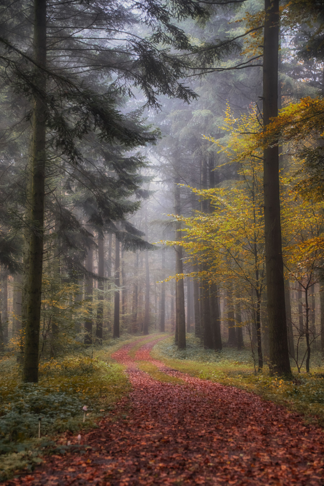 forest path von Guy Krier