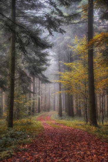 forest path