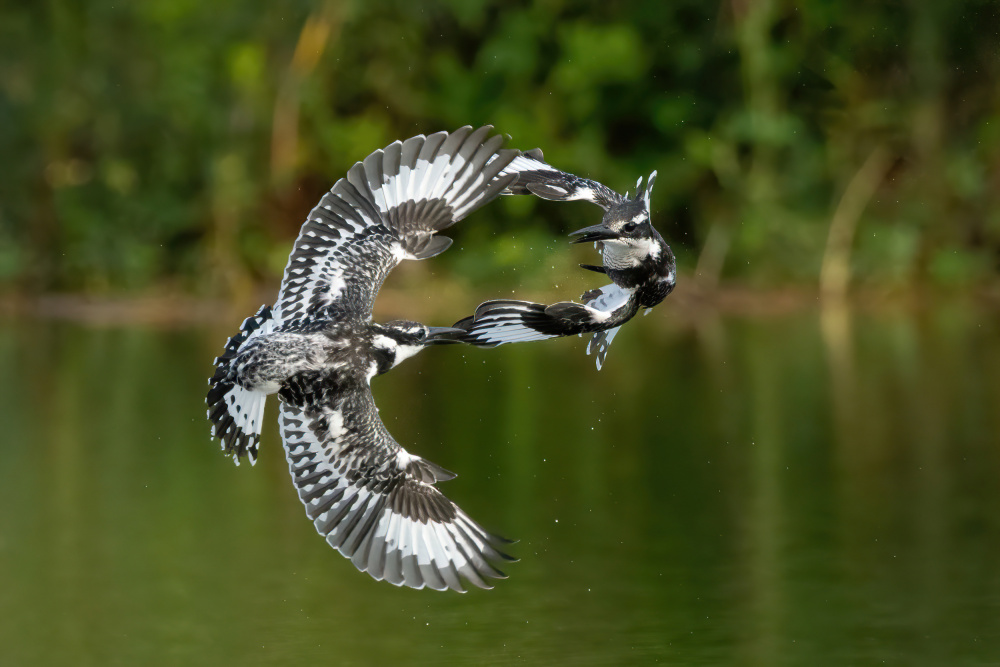 The Kingfishers Dance von Guy Wilson