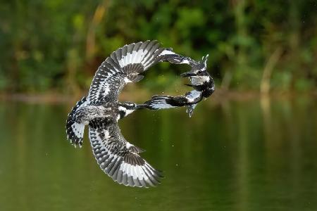 The Kingfishers Dance