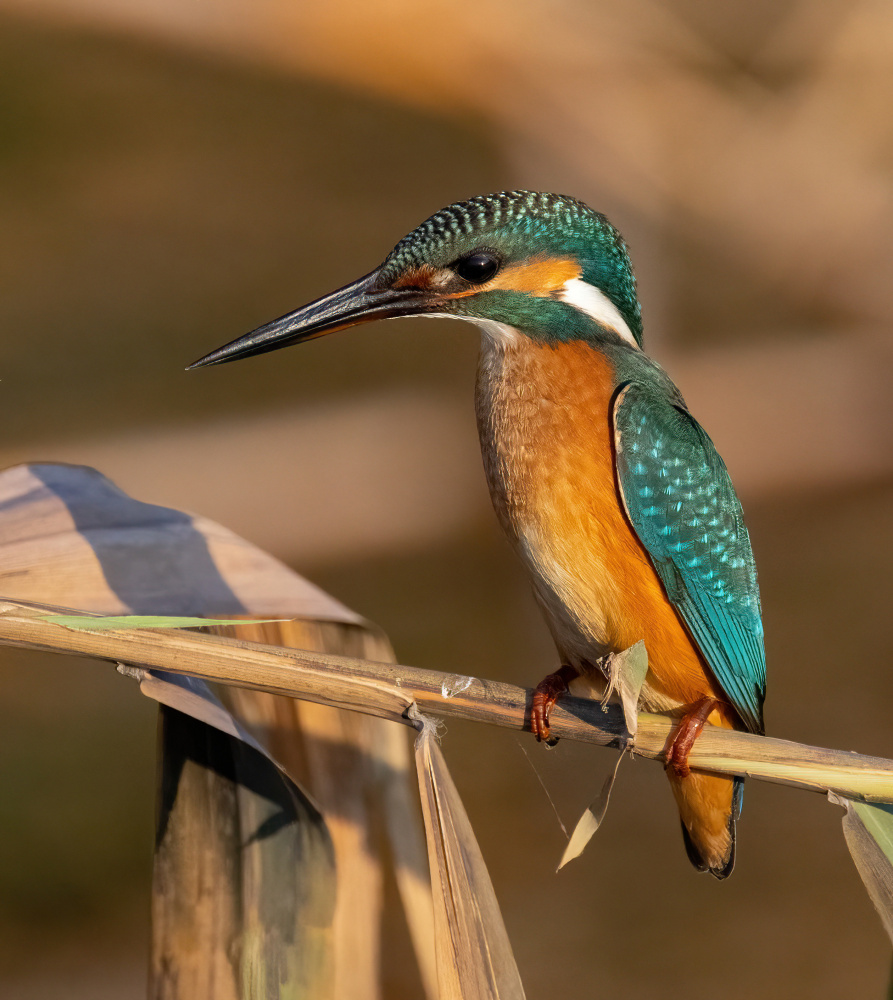 Common Kingfisher von Guy Wilson