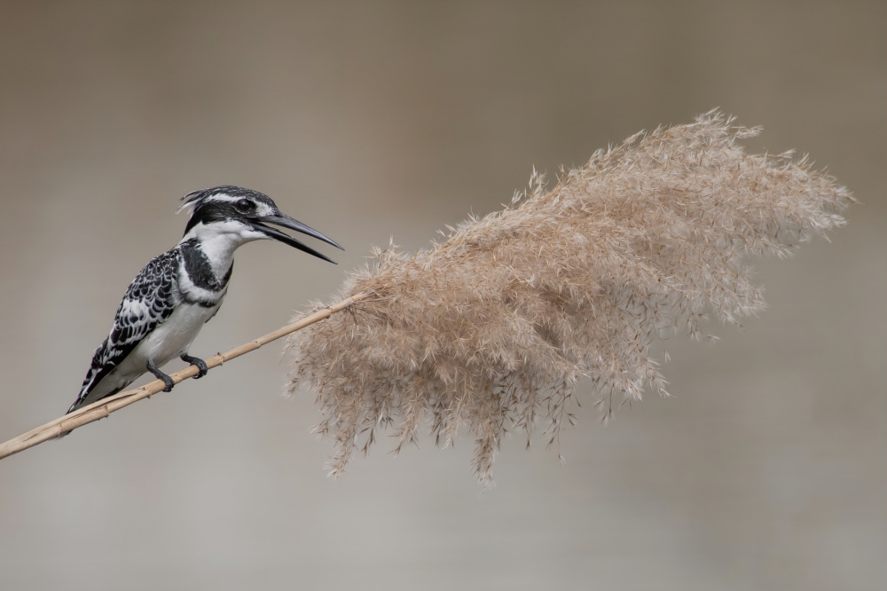 Balance von Guy Wilson