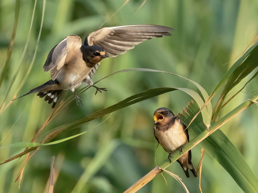 Interaction von Guy Wilson