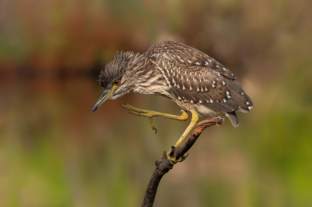 Young Night Heron von Guy Wilson