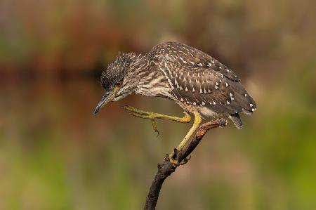 Young Night Heron