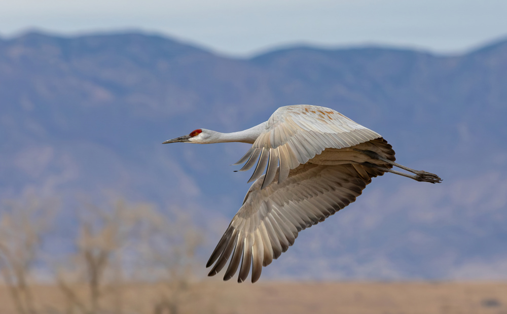 Sandhill Crane von Guy Wilson