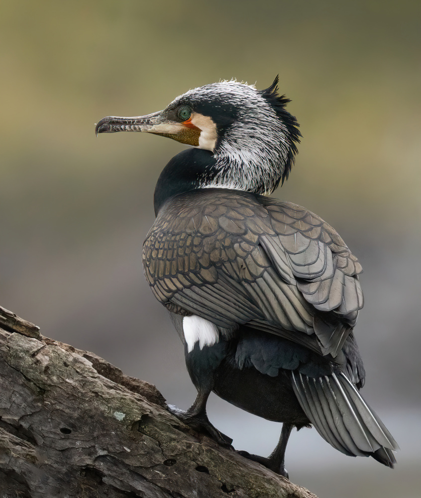 Cormorant von Guy Wilson