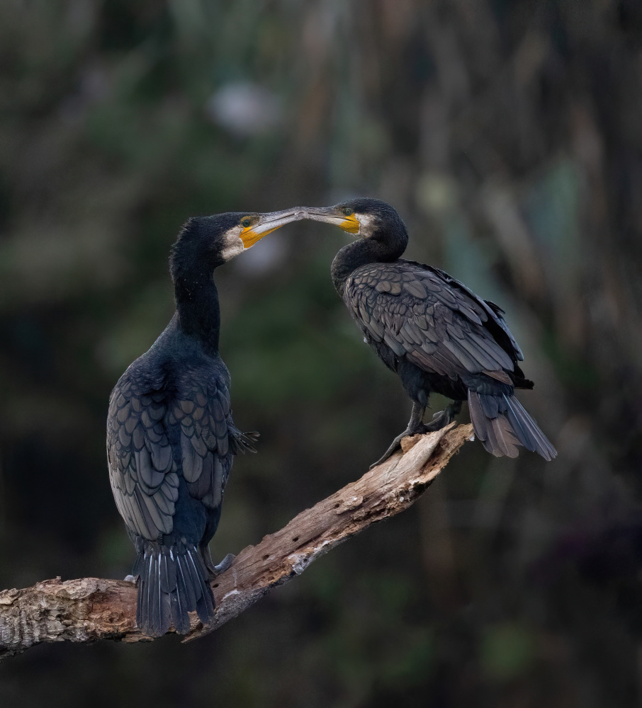 Love Is In The Air von Guy Wilson