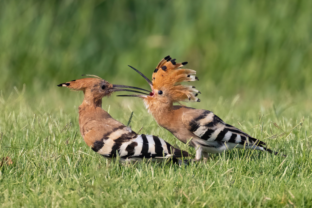 Lunch von Guy Wilson