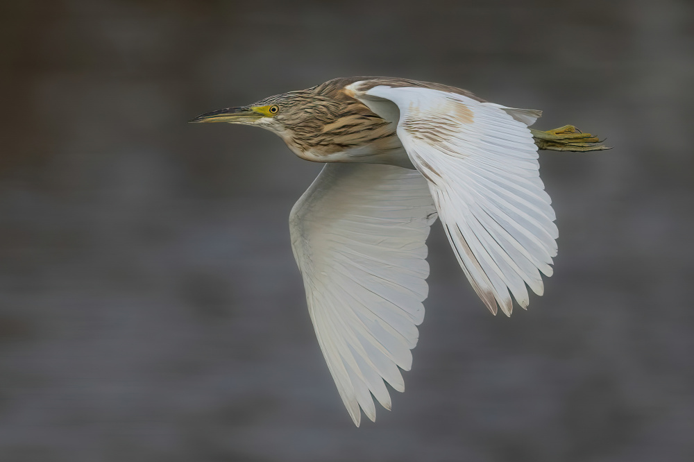 Squacco Heron von Guy Wilson