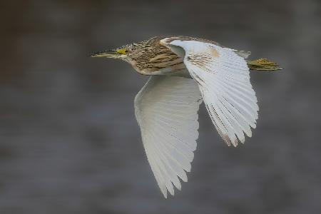 Squacco Heron