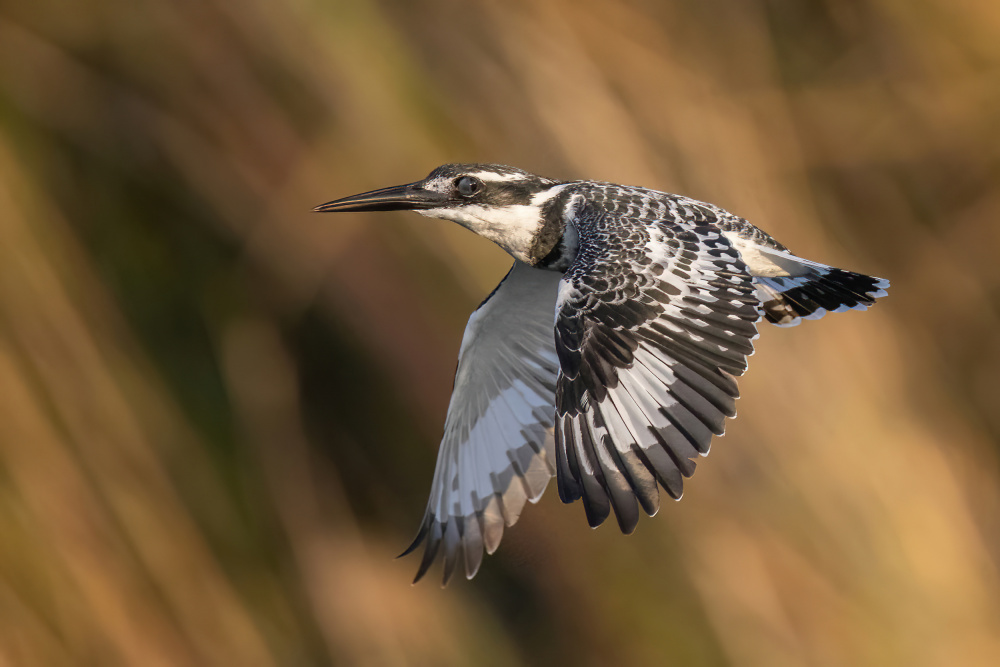 Pied Kingfisher von Guy Wilson