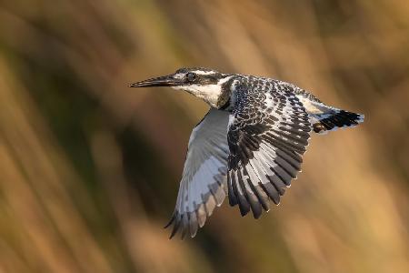 Pied Kingfisher