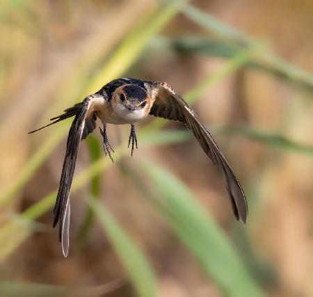 Red-rumped Swallow