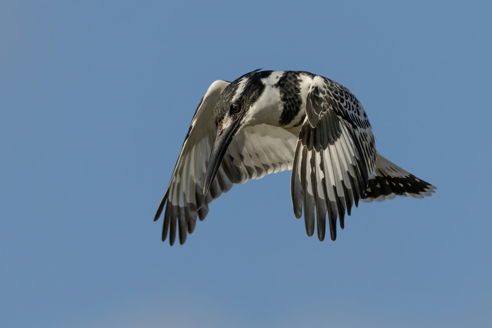 Hovering von Guy Wilson