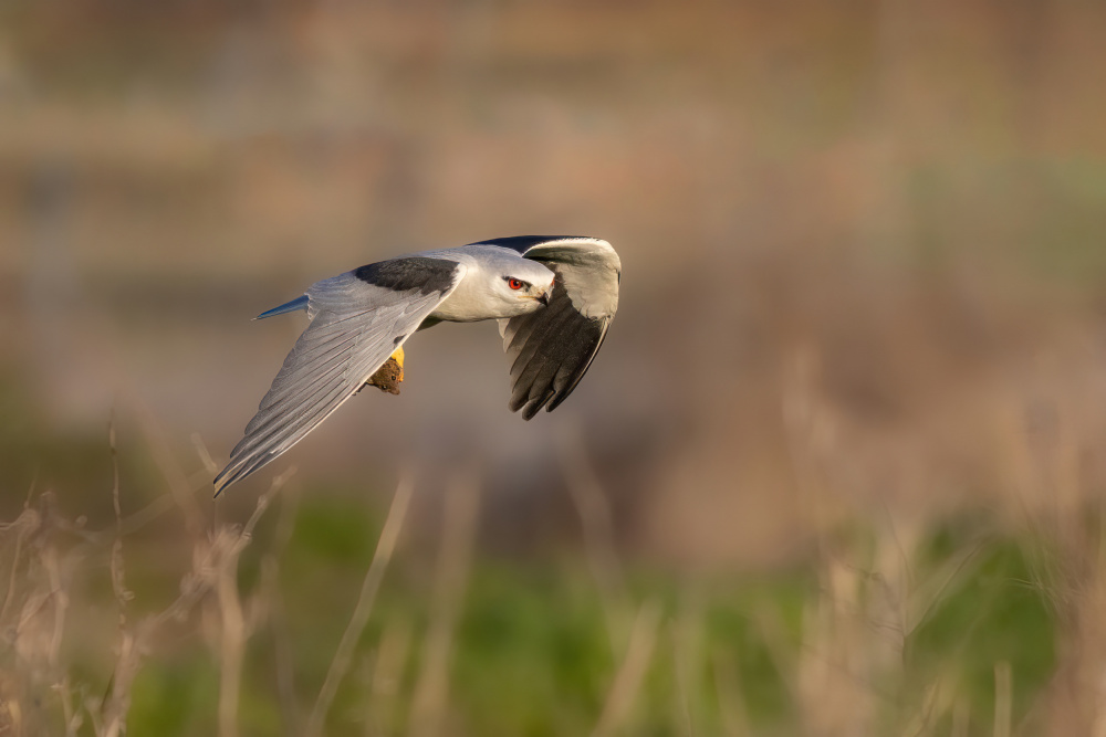 Under My Wing von Guy Wilson