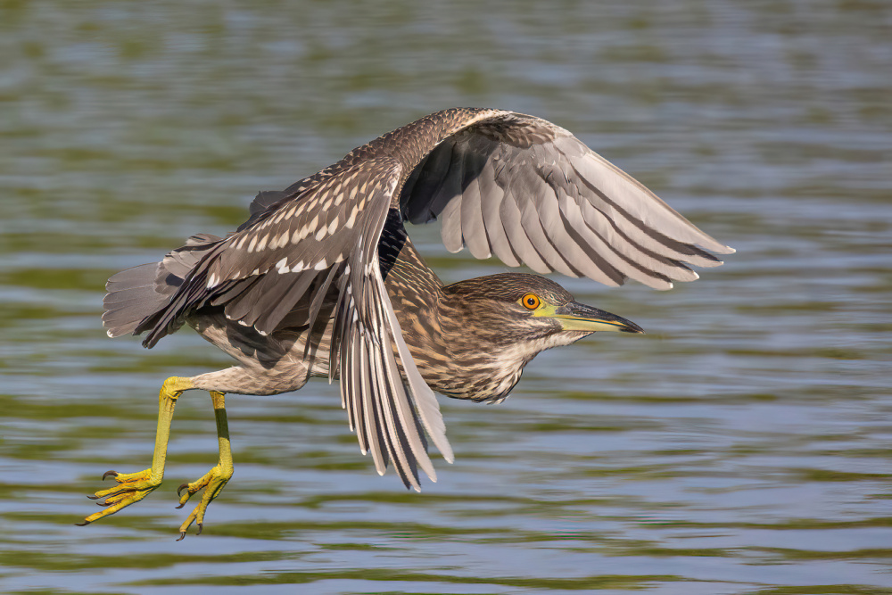 Covered By Itself von Guy Wilson