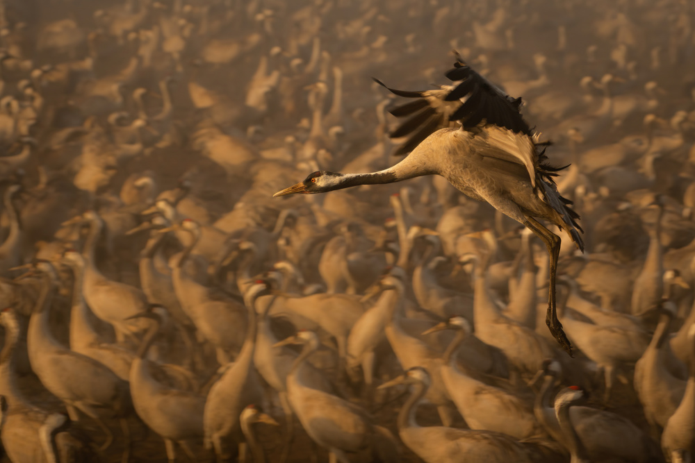 Back To The Crowd von Guy Wilson