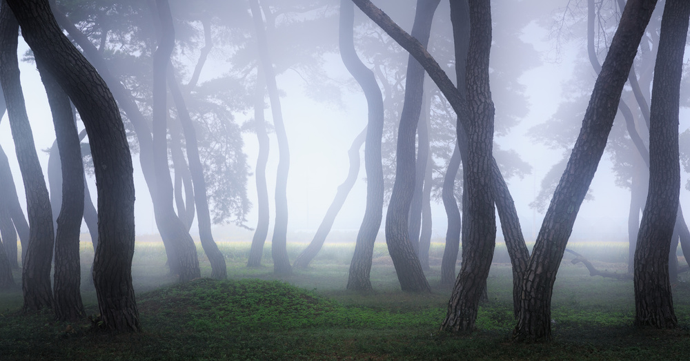 Into the Mist von Gwangseop Eom