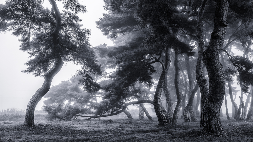 Pine trees dancing in the fog von Gwangseop Eom