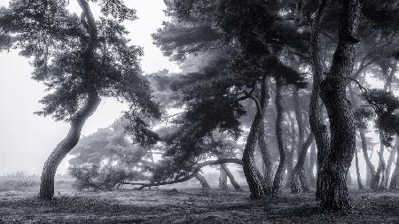 Pine trees dancing in the fog